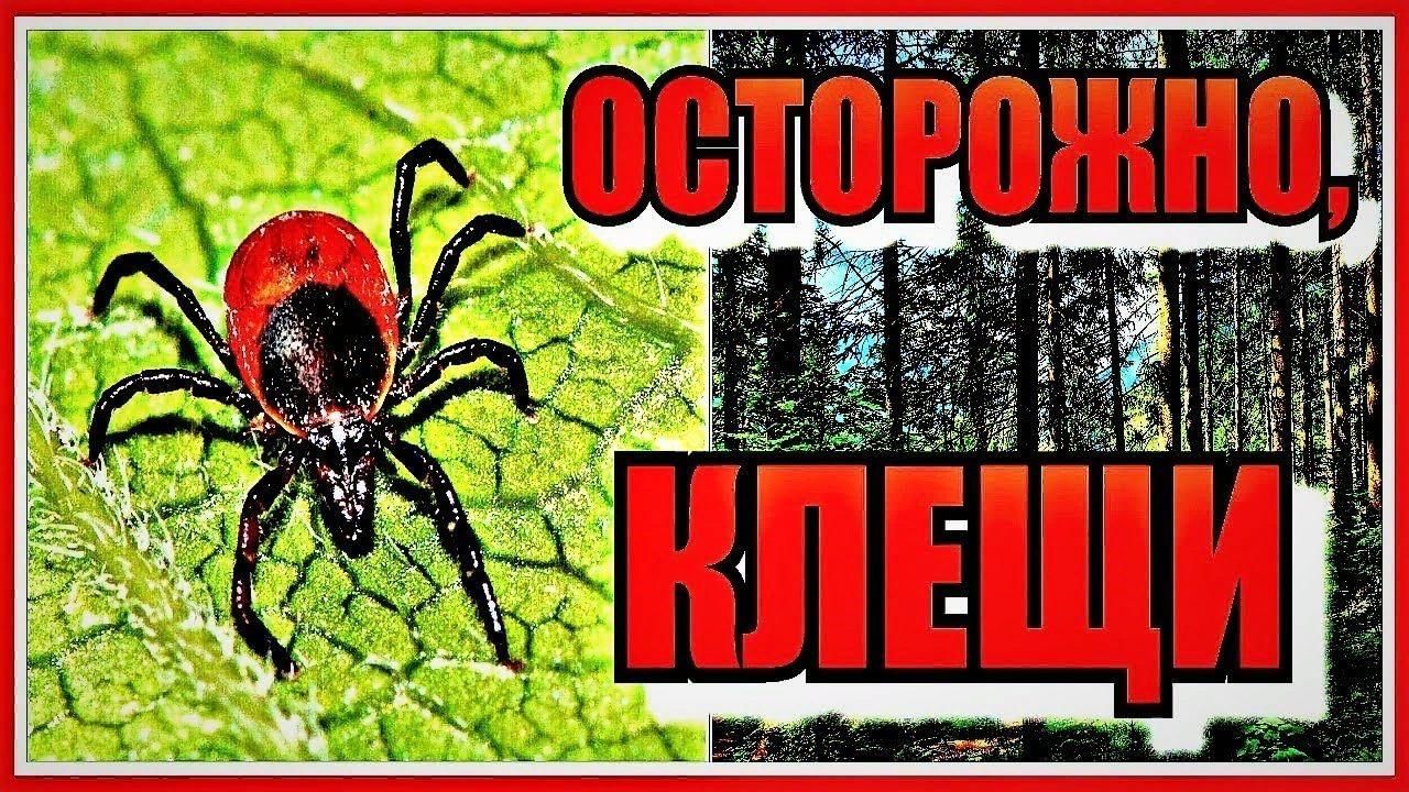 Клещи! Что нужно знать!