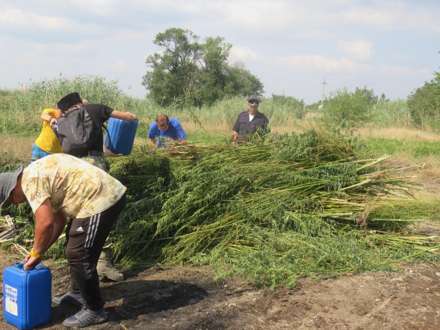 В УСТЬ-ЛАБИНСКОМ ГОРОДСКОМ ПОСЕЛЕНИИ УНИЧТОЖЕНА ДИКОРАСТУЩАЯ КОНОПЛЯ