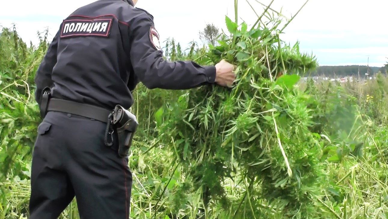 Усть-Лабинские полицейские расследуют незаконное культивирование запрещённых растений