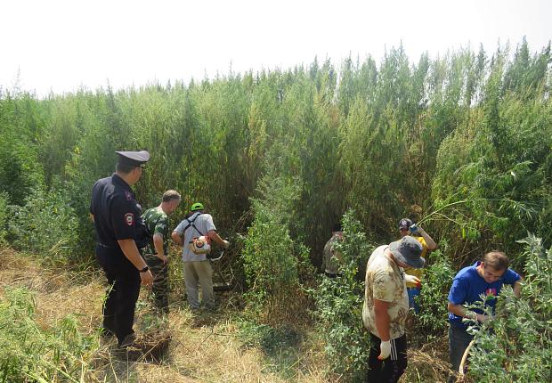 В Усть-Лабинском районе полицейские уничтожили более 11 тысяч кустов дикорастущей конопли