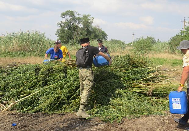 В Усть-Лабинском районе полицейские уничтожили более 11 тысяч кустов дикорастущей конопли