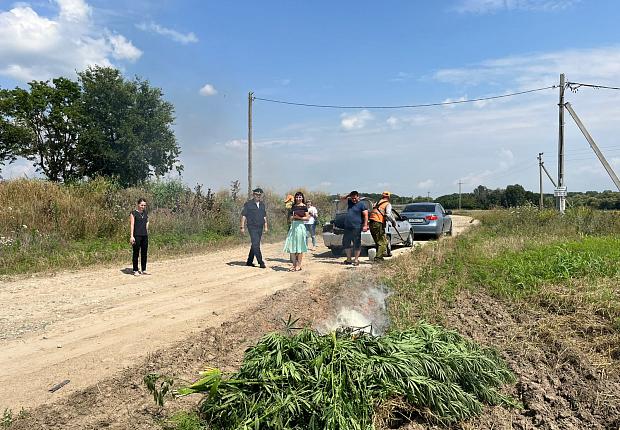 В Усть-Лабинском районе сотрудники полиции уничтожили заросли дикорастущей конопли