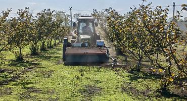 Предприятие из Лабинского района формирует новые стандарты работ в орехоплодном саду