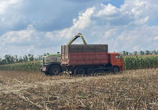 В «Прогресс Агро» приступили к уборке кукурузы на силос 