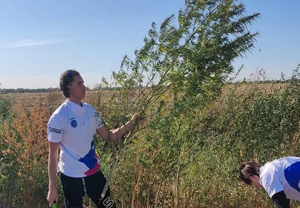 В Усть-Лабинске полицейские провели рейд по уничтожению дикорастущей конопли