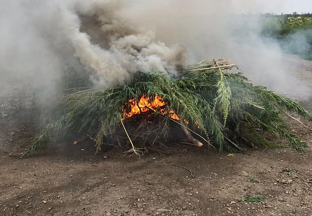 чем уничтожают дикорастущую коноплю